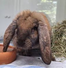 Jang – Widderkaninchen, Weibchen, 4 Jahre, 26389 Wilhelmshaven – Foto 1