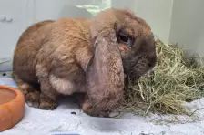 Jang – Widderkaninchen, Weibchen, 4 Jahre, 26389 Wilhelmshaven – Foto 2