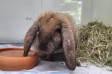 Jang – Widderkaninchen, Weibchen, 4 Jahre, 26389 Wilhelmshaven – Foto 4