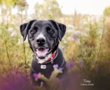 Hansi – Boxer, Männchen, 2 Jahre 7 Monate, 39576 Stendal – Foto 14