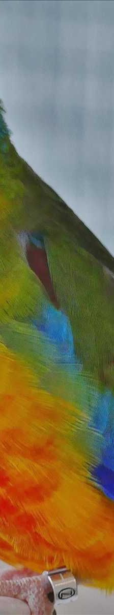 Rainbow – Glanzsittich, Weibchen, 7 Jahre, 81829 München – Foto 5
