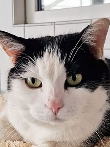 Alfonso – Katze, Unbekannt, Alter unbekannt, 90537 Feucht – Foto 2