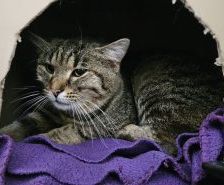 Willi – Europäisch Kurzhaar, Männchen, 1 Jahr, 97525 Schwebheim – Foto 1