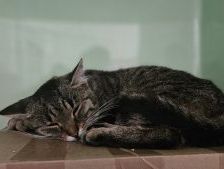 Willi – Europäisch Kurzhaar, Männchen, 1 Jahr, 97525 Schwebheim – Foto 2