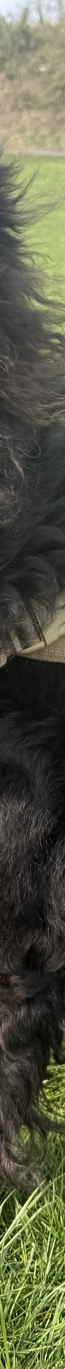 Benni – Colli-SH-Mischling, Männchen, 1 Jahr 8 Monate, 50969 Köln-Zollstock – Foto 2