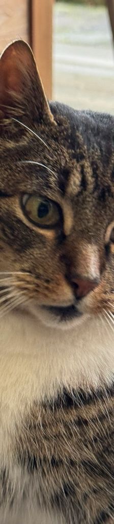 Tiger (externe Vermittlungshilfe) – EKH, Männchen, Alter unbekannt, 50969 Köln-Zollstock – Foto 1
