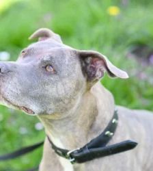 Bella – Staffordshire Terrier Mix, Weibchen, 7 Jahre 11 Monate, 13057 Berlin – Foto 2