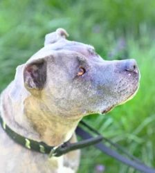 Bella – Staffordshire Terrier Mix, Weibchen, 7 Jahre 11 Monate, 13057 Berlin – Foto 3