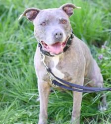Bella – Staffordshire Terrier Mix, Weibchen, 7 Jahre 11 Monate, 13057 Berlin – Foto 4