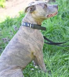 Bella – Staffordshire Terrier Mix, Weibchen, 7 Jahre 11 Monate, 13057 Berlin – Foto 5