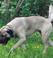 Aslan – Kangal, Männchen, 2 Jahre 8 Monate, 70195 Stuttgart-Botnang – Foto 13