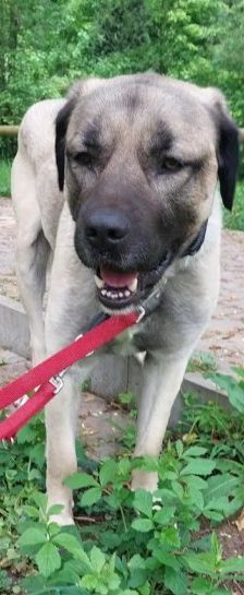Aslan – Kangal, Männchen, 2 Jahre 8 Monate, 70195 Stuttgart-Botnang – Foto 15