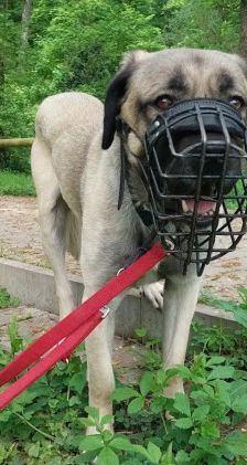 Aslan – Kangal, Männchen, 2 Jahre 8 Monate, 70195 Stuttgart-Botnang – Foto 16