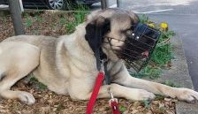 Aslan – Kangal, Männchen, 2 Jahre 8 Monate, 70195 Stuttgart-Botnang – Foto 18