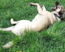 Aslan – Kangal, Männchen, 2 Jahre 8 Monate, 70195 Stuttgart-Botnang – Foto 6