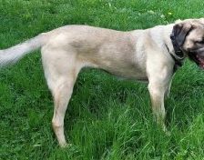 Aslan – Kangal, Männchen, 2 Jahre 8 Monate, 70195 Stuttgart-Botnang – Foto 7