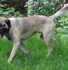 Aslan – Kangal, Männchen, 2 Jahre 8 Monate, 70195 Stuttgart-Botnang – Foto 9