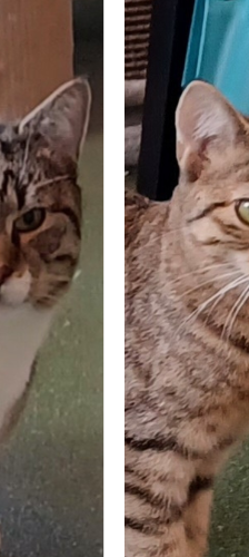 Twiggy – Katze, Weibchen, Alter unbekannt, 28357 Bremen – Foto 1