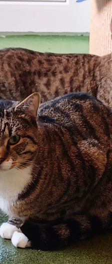 Twiggy – Katze, Weibchen, Alter unbekannt, 28357 Bremen – Foto 2