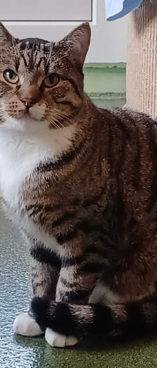 Twiggy – Katze, Weibchen, Alter unbekannt, 28357 Bremen – Foto 4