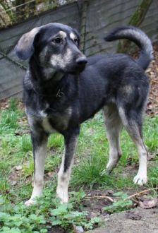 Soy – Herdenschutzhund - Mix, Weibchen, 1 Jahr 6 Monate, 97074 Würzburg – Foto 4