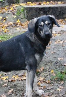 Soy – Herdenschutzhund - Mix, Weibchen, 1 Jahr 6 Monate, 97074 Würzburg – Foto 5