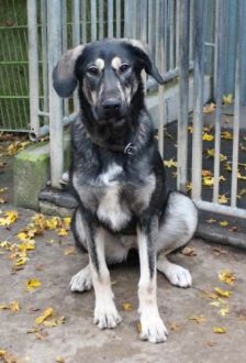 Soy – Herdenschutzhund - Mix, Weibchen, 1 Jahr 6 Monate, 97074 Würzburg – Foto 7