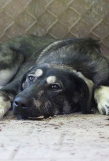 Soy – Herdenschutzhund - Mix, Weibchen, 1 Jahr 6 Monate, 97074 Würzburg – Foto 8
