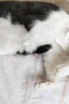 Bimbo Camada Tallante – Europäisch Kurzhaar, Männchen, 2 Jahre 6 Monate, 65520 Bad Camberg – Foto 22