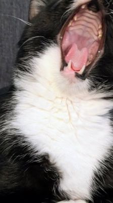 Pit – Katze, Männchen, 4 Jahre, 39576 Stendal – Foto 1