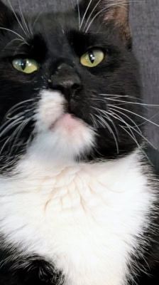 Pit – Katze, Männchen, 4 Jahre, 39576 Stendal – Foto 2