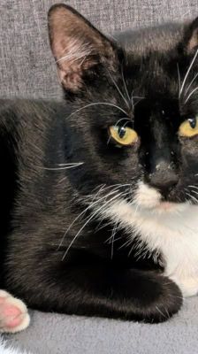 Pit – Katze, Männchen, 4 Jahre, 39576 Stendal – Foto 3
