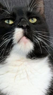 Pit – Katze, Männchen, 4 Jahre, 39576 Stendal – Foto 4