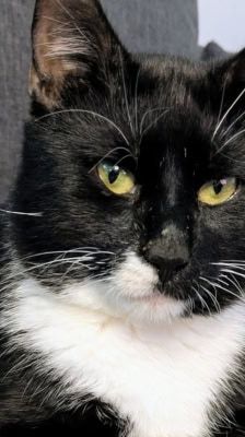 Pit – Katze, Männchen, 4 Jahre, 39576 Stendal – Foto 5