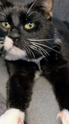 Pit – Katze, Männchen, 4 Jahre, 39576 Stendal – Foto 6