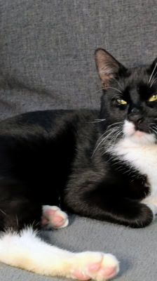 Pit – Katze, Männchen, 4 Jahre, 39576 Stendal – Foto 7