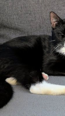 Pit – Katze, Männchen, 4 Jahre, 39576 Stendal – Foto 8
