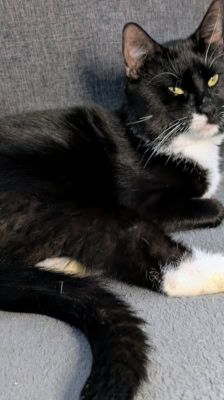 Pit – Katze, Männchen, 4 Jahre, 39576 Stendal – Foto 9