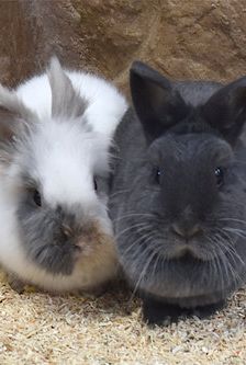 Nilo – Löwenkopfmix-Zwergkaninchen, Männchen, 1 Jahr, 90537 Feucht – Foto 1
