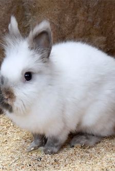 Nilo – Löwenkopfmix-Zwergkaninchen, Männchen, 1 Jahr, 90537 Feucht – Foto 2