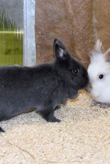 Nilo – Löwenkopfmix-Zwergkaninchen, Männchen, 1 Jahr, 90537 Feucht – Foto 4