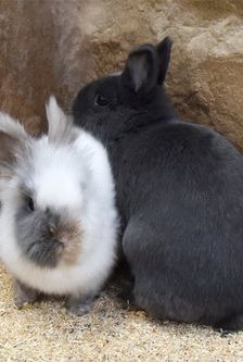 Nilo – Löwenkopfmix-Zwergkaninchen, Männchen, 1 Jahr, 90537 Feucht – Foto 6