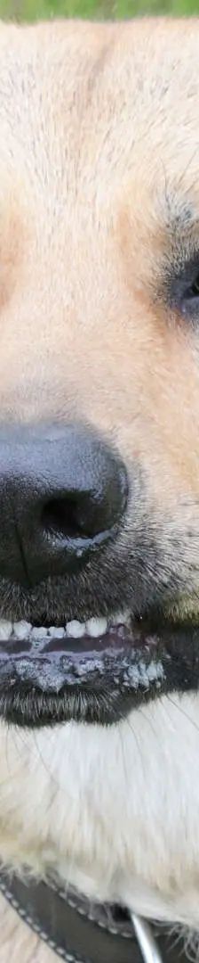 Rocky – Schäferhund-Mix, Männchen, 2 Jahre, 13057 Berlin – Foto 1