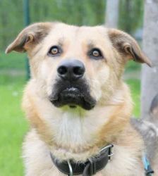 Rocky – Schäferhund-Mix, Männchen, 2 Jahre, 13057 Berlin – Foto 2
