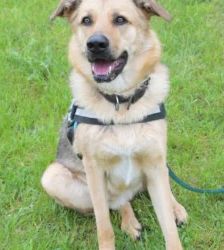 Rocky – Schäferhund-Mix, Männchen, 2 Jahre, 13057 Berlin – Foto 3