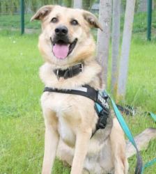 Rocky – Schäferhund-Mix, Männchen, 2 Jahre, 13057 Berlin – Foto 4