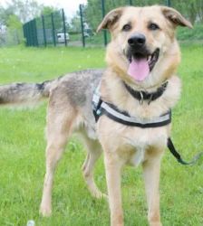 Rocky – Schäferhund-Mix, Männchen, 2 Jahre, 13057 Berlin – Foto 5