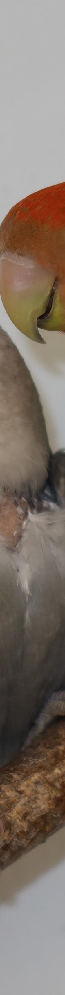 Mausi und Chicco – Agapornid, Männchen, Alter unbekannt, 50969 Köln-Zollstock – Foto 2