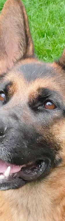Chloe – Dt. Schäferhund, Weibchen, Alter unbekannt, 13057 Berlin – Foto 1