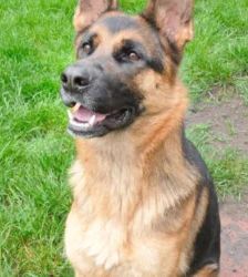 Chloe – Dt. Schäferhund, Weibchen, Alter unbekannt, 13057 Berlin – Foto 2